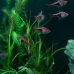 top aquarium canister filters — Vibrant aquarium fish swimming among lush green plants in a freshwater tank.