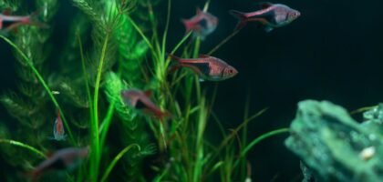 top aquarium canister filters — Vibrant aquarium fish swimming among lush green plants in a freshwater tank.