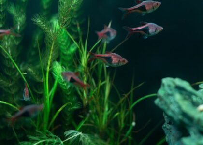 top aquarium canister filters — Vibrant aquarium fish swimming among lush green plants in a freshwater tank.
