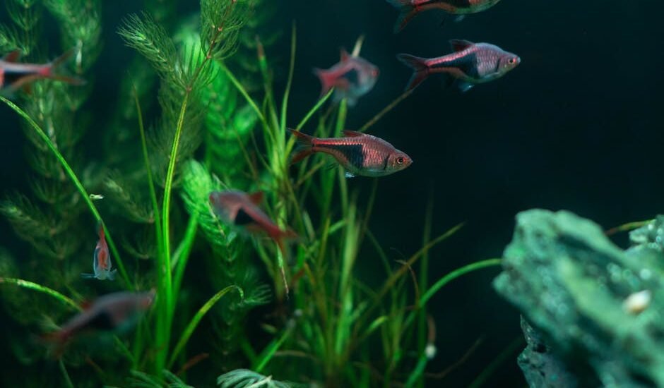 top aquarium canister filters — Vibrant aquarium fish swimming among lush green plants in a freshwater tank.
