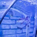 what glass is best for aquariums — A shark swimming gracefully in an aquarium tunnel with a clear glass view, emphasizing underwater life.