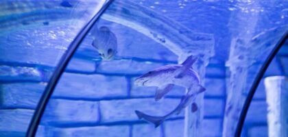 what glass is best for aquariums — A shark swimming gracefully in an aquarium tunnel with a clear glass view, emphasizing underwater life.