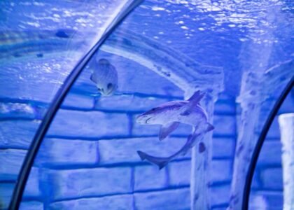 what glass is best for aquariums — A shark swimming gracefully in an aquarium tunnel with a clear glass view, emphasizing underwater life.