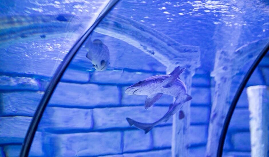 what glass is best for aquariums — A shark swimming gracefully in an aquarium tunnel with a clear glass view, emphasizing underwater life.