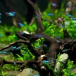 A beginner’s guide to starter fish tanks shown by a planted aquarium with neon tetras, driftwood, and lush greenery.
