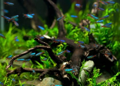 what is a good starter fish tank — A vibrant aquarium scene featuring colorful neon tetras swimming among driftwood and aquatic plants.