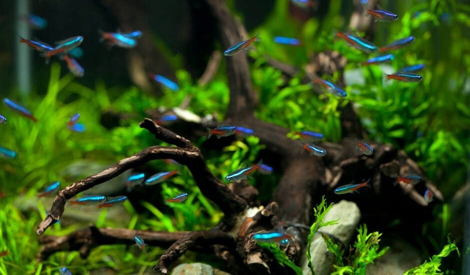 what is a good starter fish tank — A vibrant aquarium scene featuring colorful neon tetras swimming among driftwood and aquatic plants.
