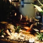 what is a rimless fish tank — A vibrant display of various fish in a well-decorated aquarium with lush green plants and clear water.