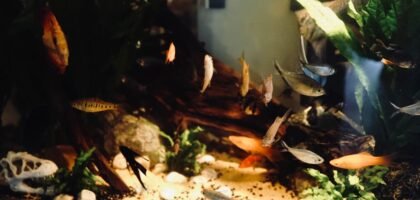 what is a rimless fish tank — A vibrant display of various fish in a well-decorated aquarium with lush green plants and clear water.