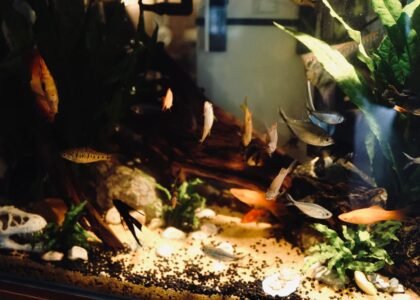 what is a rimless fish tank — A vibrant display of various fish in a well-decorated aquarium with lush green plants and clear water.