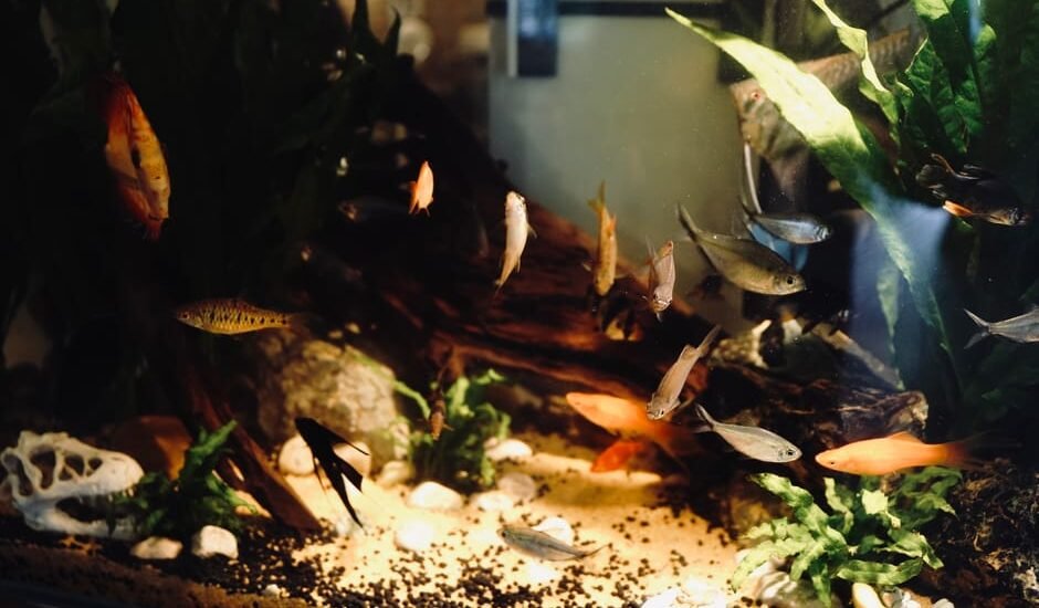 what is a rimless fish tank — A vibrant display of various fish in a well-decorated aquarium with lush green plants and clear water.