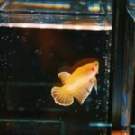 A yellow betta fish swims in a clear rimless aquarium, illustrating the clean lines and open top discussed in rimless tank guides.