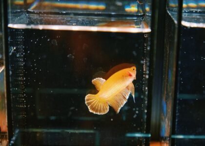 A yellow betta fish swims in a clear rimless aquarium, illustrating the clean lines and open top discussed in rimless tank guides.