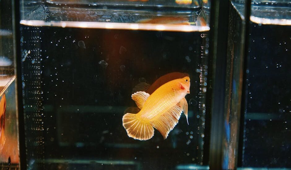 A yellow betta fish swims in a clear rimless aquarium, illustrating the clean lines and open top discussed in rimless tank guides.