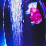 Goldfish swimming in a curved glass aquarium with visible bubbles, illustrating aquarium glass clarity and thickness.