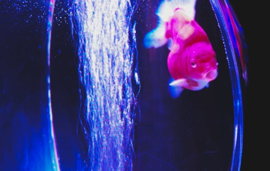 Goldfish swimming in a curved glass aquarium with visible bubbles, illustrating aquarium glass clarity and thickness.