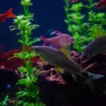 A vibrant aquarium scene with fish swimming among aquatic plants, relevant to aquarium heaters with guards.
