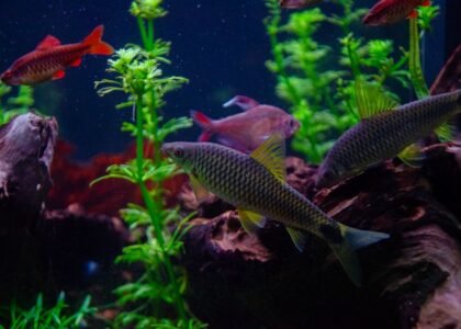 A vibrant aquarium scene with fish swimming among aquatic plants, relevant to aquarium heaters with guards.