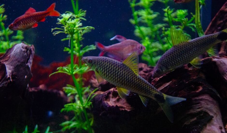 A vibrant aquarium scene with fish swimming among aquatic plants, relevant to aquarium heaters with guards.