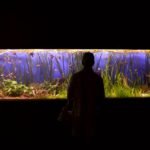 A person looks at a vibrant planted aquarium, highlighting the importance of light timers for tank maintenance.