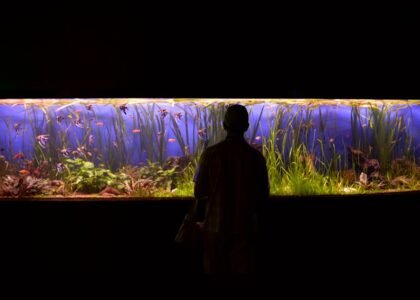 A person looks at a vibrant planted aquarium, highlighting the importance of light timers for tank maintenance.