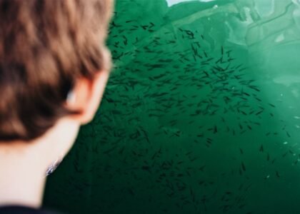 A person looking at a green aquarium filled with small fish, relevant to pH controllers.