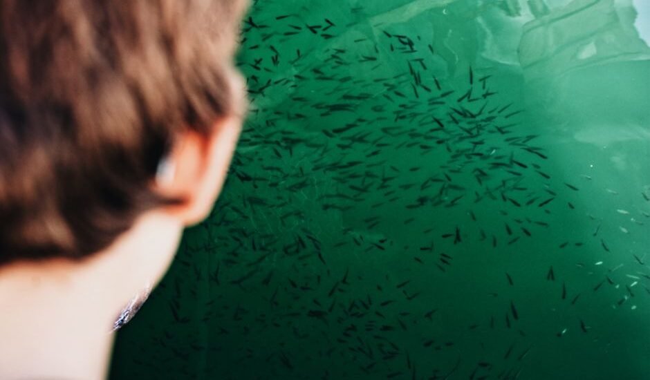 A person looking at a green aquarium filled with small fish, relevant to pH controllers.