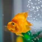 A goldfish swimming in an aquarium, illustrating the importance of air pumps for fish health.