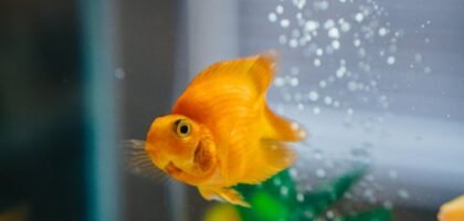 A goldfish swimming in an aquarium, illustrating the importance of air pumps for fish health.