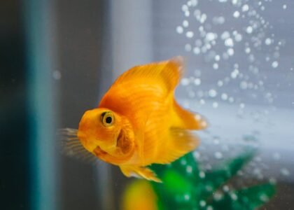 A goldfish swimming in an aquarium, illustrating the importance of air pumps for fish health.