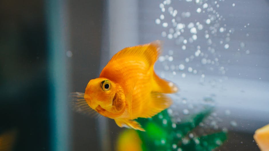A goldfish swimming in an aquarium, illustrating the importance of air pumps for fish health.