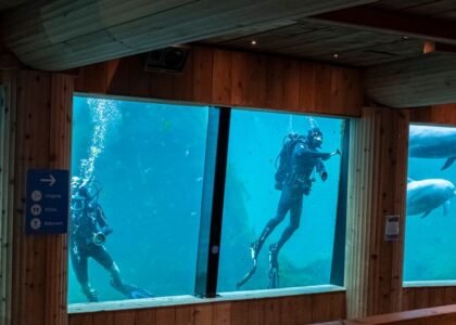 Two divers exploring an aquarium tank, highlighting aquatic life and filtration systems.
