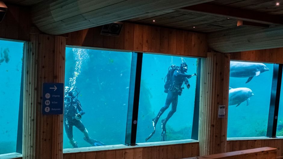 Two divers exploring an aquarium tank, highlighting aquatic life and filtration systems.