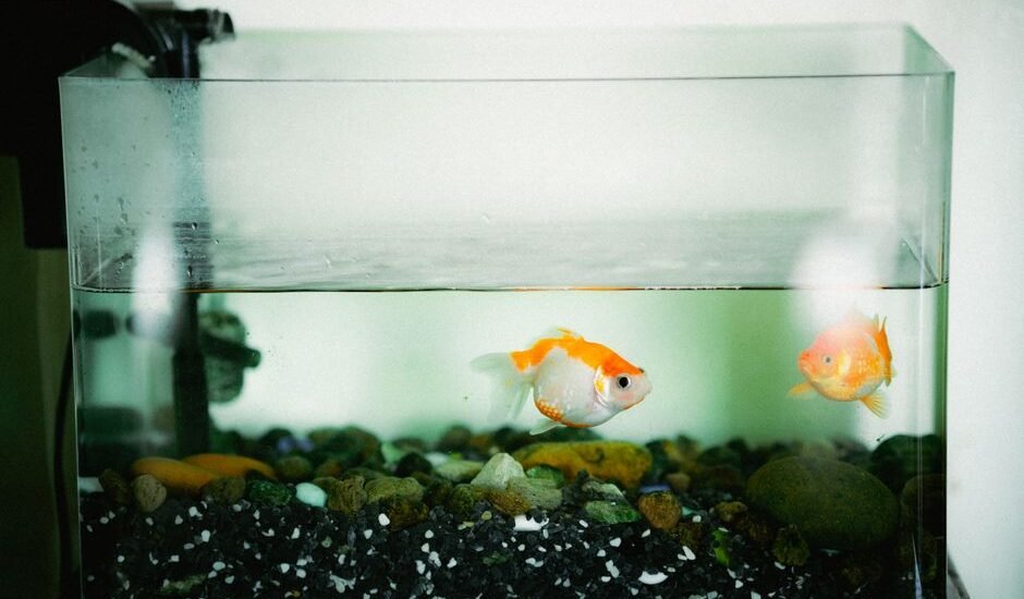 A small aquarium with goldfish swimming, illustrating the importance of pre-filter sponges.