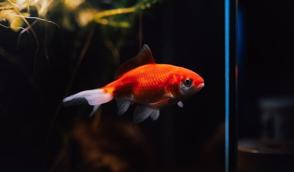 A goldfish swimming in a planted aquarium, relevant to submersible pump selection.
