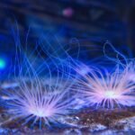 Check valves help maintain water flow direction in aquariums, shown with aquatic life.