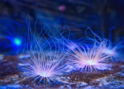 Check valves help maintain water flow direction in aquariums, shown with aquatic life.