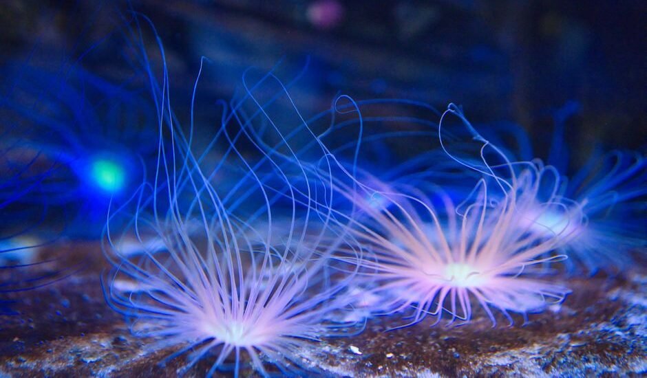 Check valves help maintain water flow direction in aquariums, shown with aquatic life.