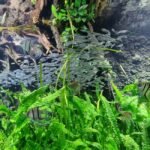 A vibrant aquascape showcasing both high and low tech plants in a freshwater tank.