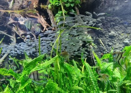 A vibrant aquascape showcasing both high and low tech plants in a freshwater tank.