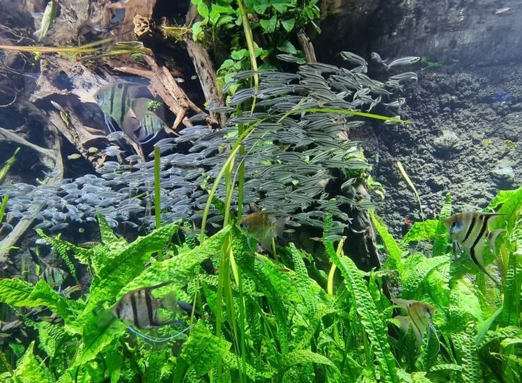 A vibrant aquascape showcasing both high and low tech plants in a freshwater tank.