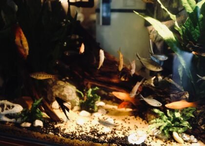 A vibrant freshwater aquarium showcasing various fish and aquatic plants, relevant for deep cleaning sponge filters.