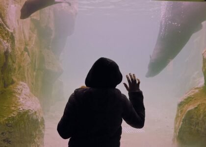 A person looking at aquatic life through a glass aquarium, related to installing an aquarium heater.