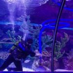 A diver using a tool to clean an acrylic aquarium, relevant to removing scratches.