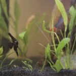 A planted aquarium featuring a fish and aquatic plants, relevant for CO2 reactor setup.