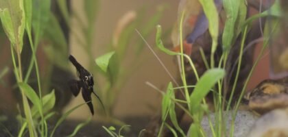A planted aquarium featuring a fish and aquatic plants, relevant for CO2 reactor setup.