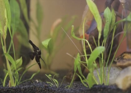 A planted aquarium featuring a fish and aquatic plants, relevant for CO2 reactor setup.