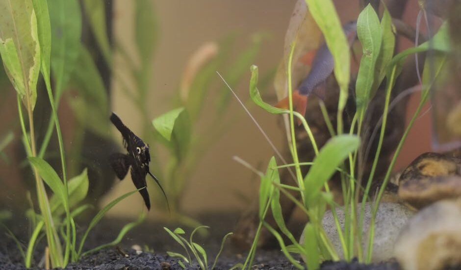 A planted aquarium featuring a fish and aquatic plants, relevant for CO2 reactor setup.