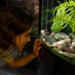 A person examines fish in an aquarium while considering substrate changes.