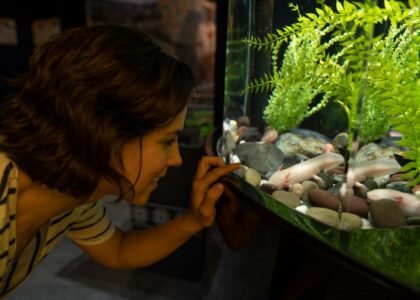 A person examines fish in an aquarium while considering substrate changes.